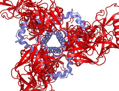 Science & Nature：揭开艾滋病毒关键蛋白的“真相”