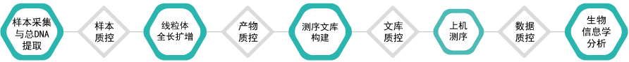 线粒体突变分析-技术路线-阅微基因