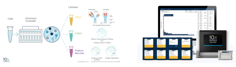 10x单细胞免疫组库V(D)J测序-简介